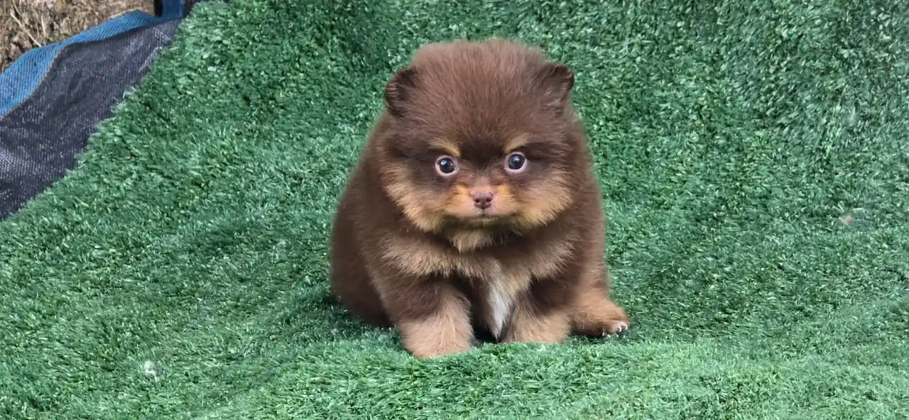 Cachorro Pomerania Cara de Oso